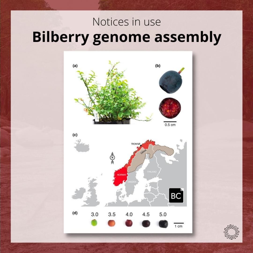 Text on decorative red background: “Notices in use. Bilberry genome assembly.” Below the text is a composite of a photograph of a green plant, a bilberry, a map with Norway highlighted in red, and a BC Notice, a square labeled “BC”.