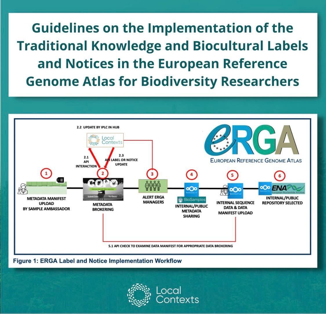 On a decorative blue background, title and diagram. Title: “Guidelines on the Implementation of the Traditional Knowledge and Biocultural Labels and Notices in the European Reference Genome Atlas for Biodiversity Researchers.” The diagram shows Figure 1, the ERGA Label and Notice Implementation Workflow, steps 1 to 6. Step 1, metadata manifest upload by sample ambassador. Step 2, metadata brokering. Step 3, alert ERGA managers. Step 4, internal/public metadata sharing. Step 5, internal sequence data and data manifest upload. Step 6, internal/public repository selected.